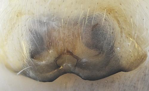Réf. 199 100 : Clubiona brevipes